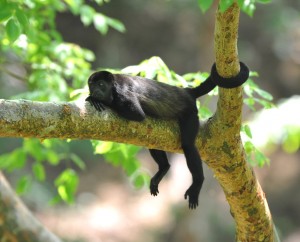 Howler Monkey