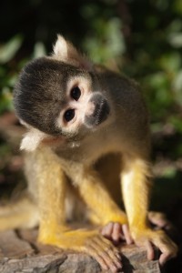 cute squirrel monkey