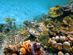 Scuba Diving Costa Rica