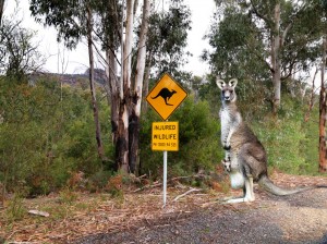 Kangaroo at Halls Gap