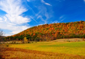 Fall Foliage