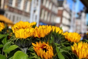 Amsterdam sunflowers