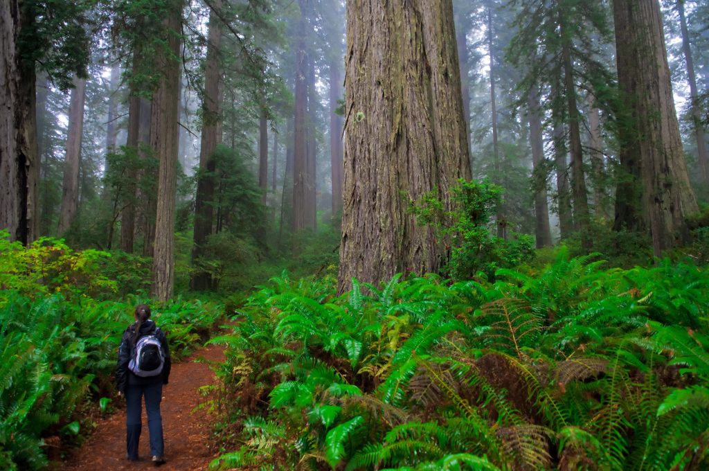 Star Wars filming locations- Redwoods State Park