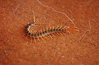 Megarian Banded Centipede