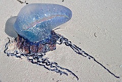 Portuguese Man of War