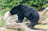 Black Bear