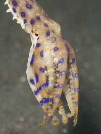 Blue ringed octopus