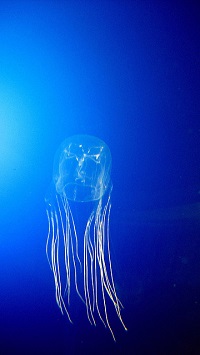 Box jellyfish