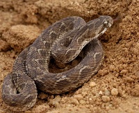 Carpet Viper