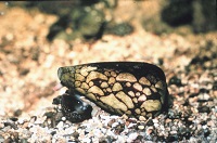 Marbled cone snail