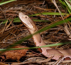 Copperhead