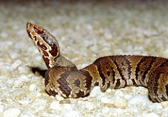 Cottonmouth