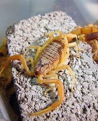 Deathstalker Scorpion