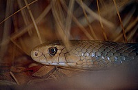 Eastern Brown Snake