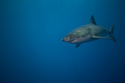 Great White Shark