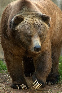 Grizzly Bear