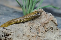 Inland Taipan