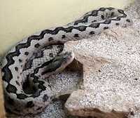 Lataste's Viper