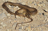 Montpellier Snake