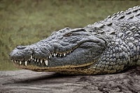 Nile Crocodile