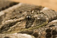 Puff Adder