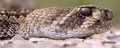 Rattlesnake