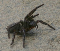 Sydney Funnel Web Spider