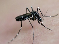 Tiger Mosquito