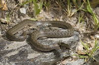 Western False Smooth Snake