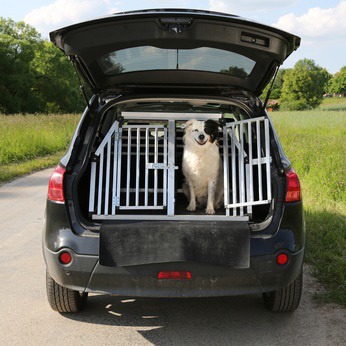 Dog in car