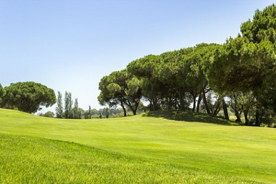 Tree lined fairways