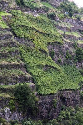 A typical vineyard in Madeira