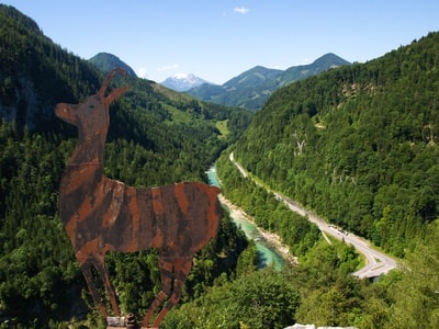 Chamois over the Salze - Austria