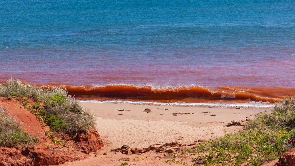 Bioluminescent bays- Red tide in Western Australia