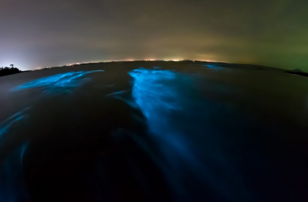 Bioluminescent bays