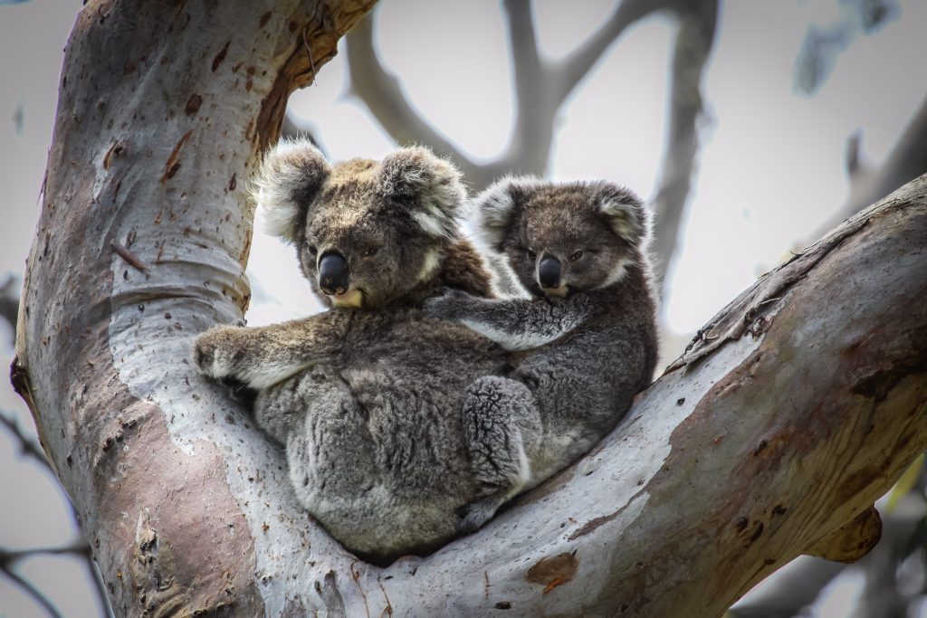 Australia road trip: Great Ocean Road, koalas in Great Otway National Park