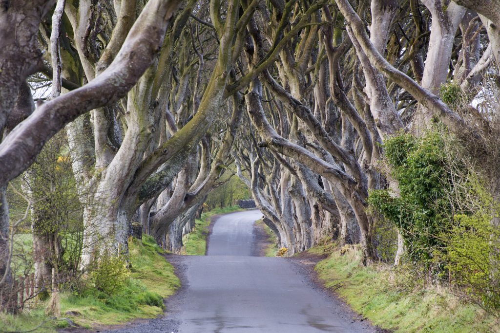 Norhtern Ireland: Causeway Coastal Route- the Dark Hedges, Game of Thrones