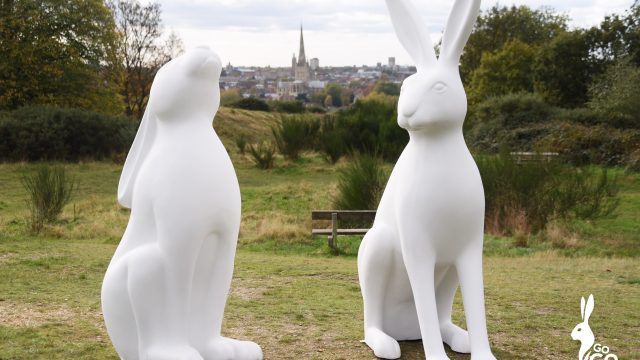 GoGoHares2018