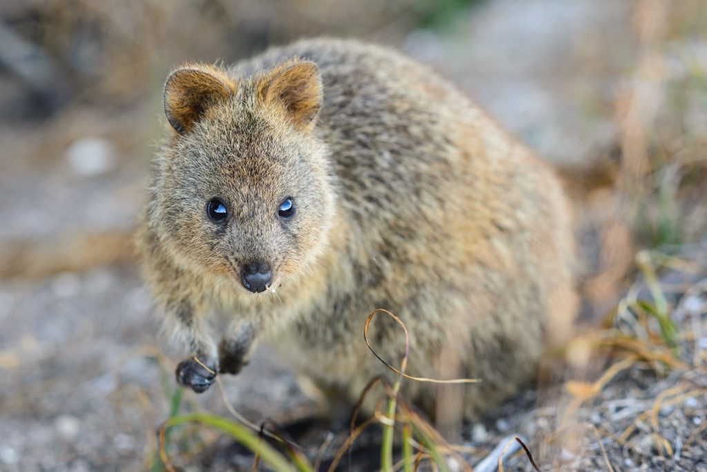 Cute animals around the world: koala