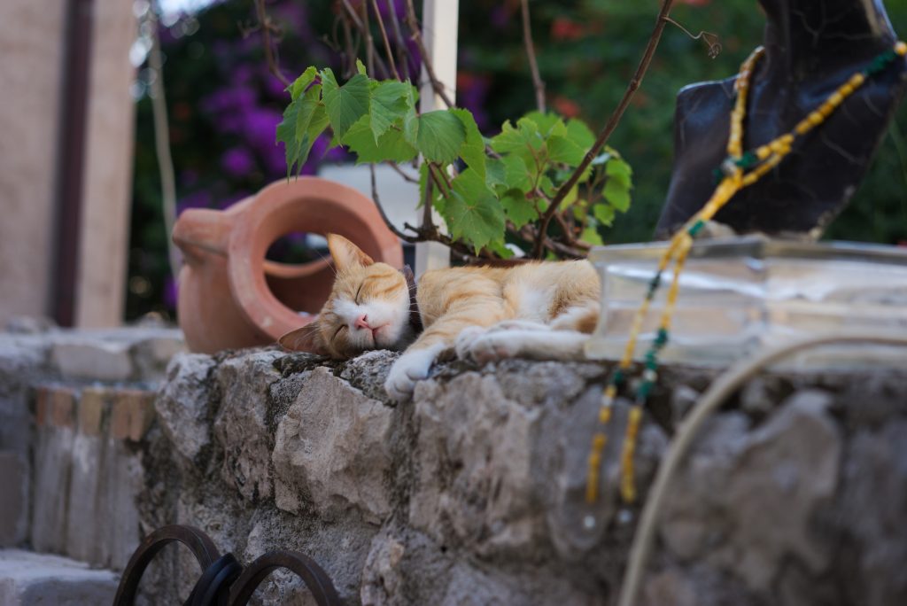 Cute animals around the world: cats in Dubrovnik