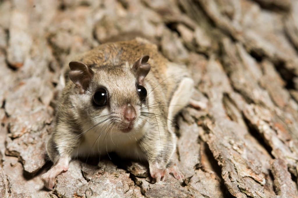 Cute animals around the world: flying squirrel