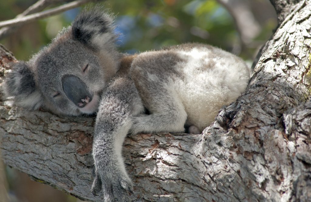 Cute animals around the world: koala