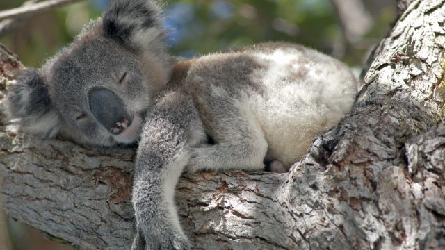 Cute animals around the world: koala