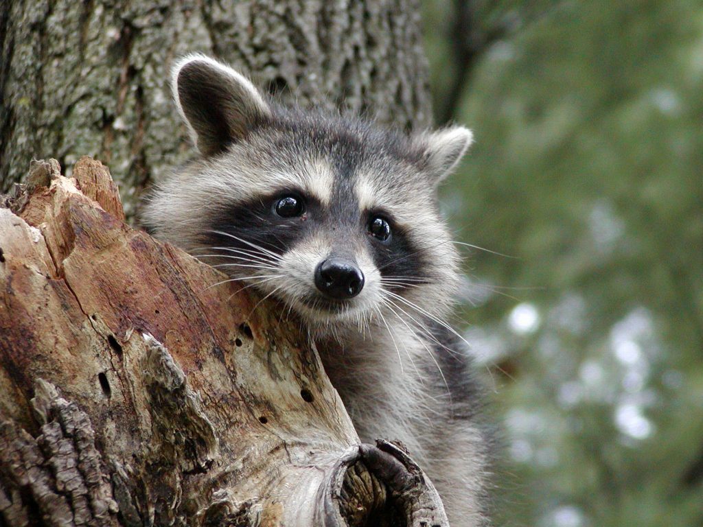 Cute animals around the world: raccoon