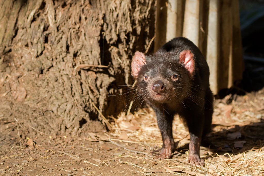 Cute animals around the world: tasmanian devil