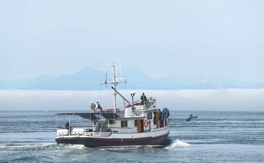 Once in a lifetime experiences: Whale watching, Vancouver, Canada