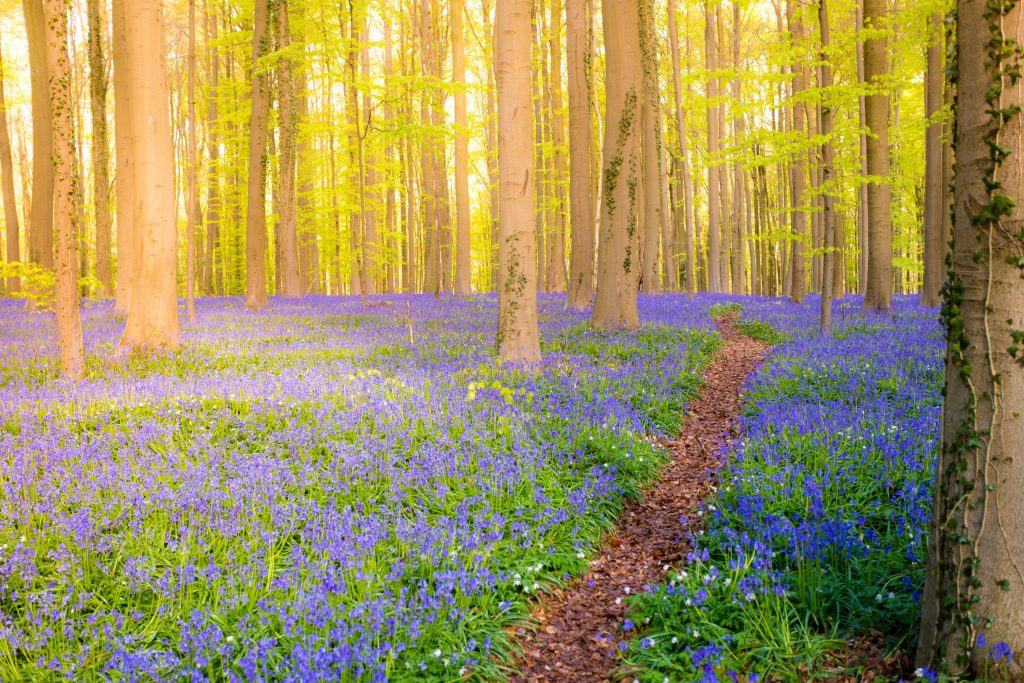 Best fairy-tale destinations: Hallerbos, Halle forest, Belgium