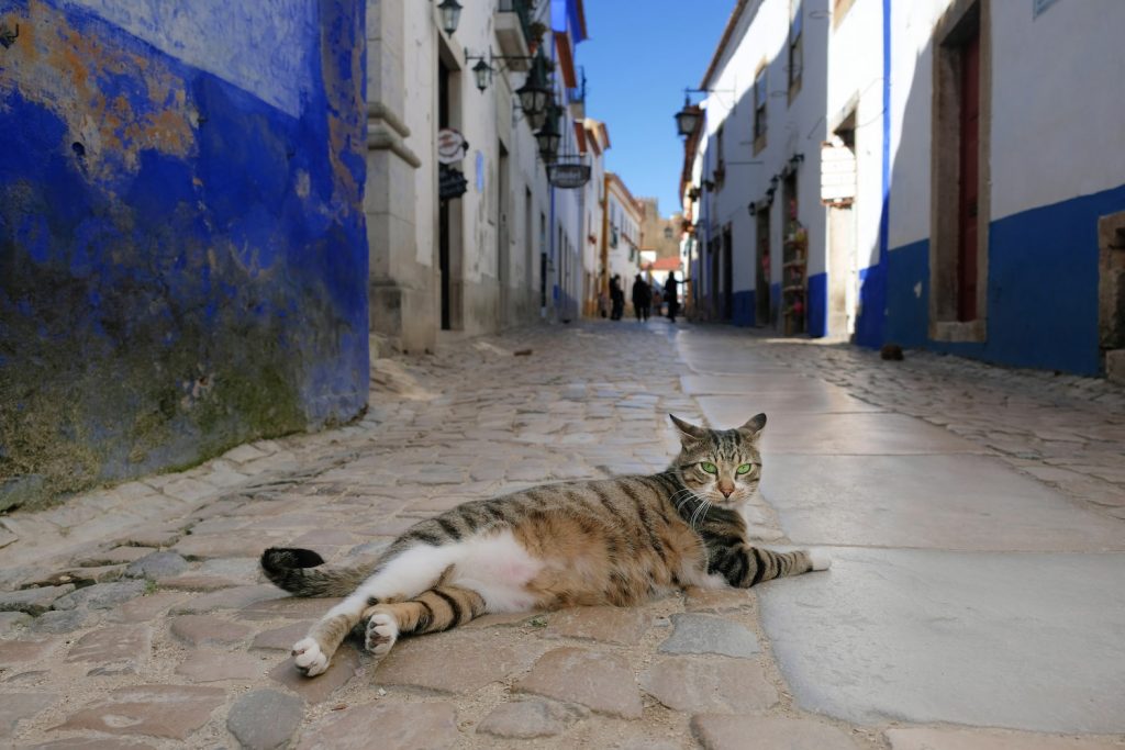 Portuguese Cat